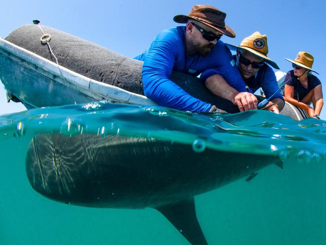 Marine biologists tag a tiger shark as part of the research project. Picture: Erica Heller