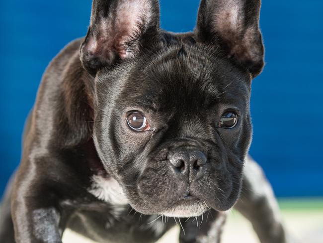 Angel, a gorgeous 4 month old French bulldog puppy surrendered to Second Chance Animal Rescue as she couldnÃt find a home due to her disability.Angel was born without the proper use of her back legs and the team at SCAR are trying to give her the best life possible through our community animal hospital byproviding the vital surgeries she so desperately needs. Picture: Jason Edwards