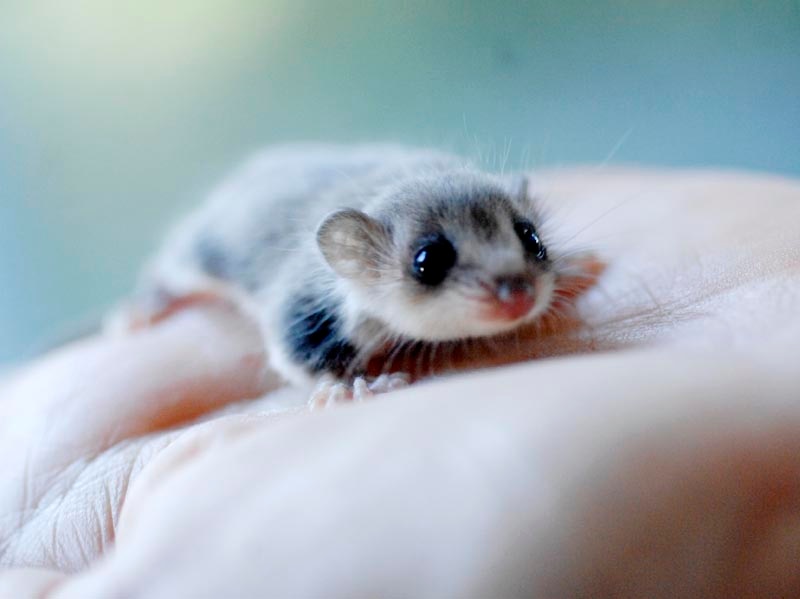 An infant Feathertail Glider, about 85 days old, was found all alone and handed into Katy Stewart of WIRES. Picture: Jay Cronan