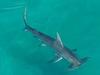 Palm Beach closed after hammerhead sharks sighted