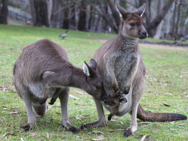 Lots of baby animals and joeys in pouches at Cleland Wildlife Park ...