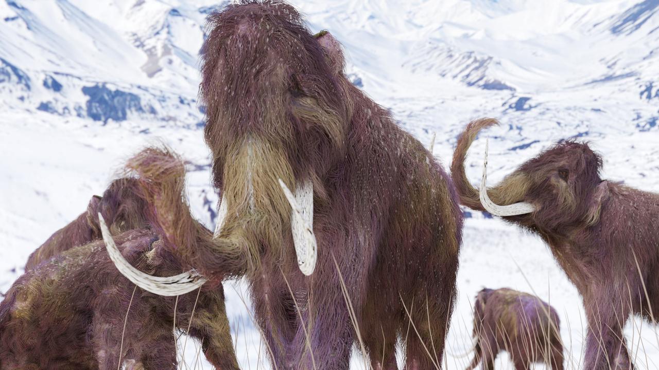 Woolly mammoths are a famous ice age animal. Earth has experienced at least five major ice ages as a result of natural climate change. Picture: iStock
