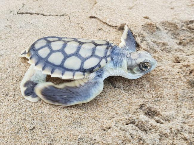 A flatback hatchling. Picture: Mackay and District Turtle Watch Association.