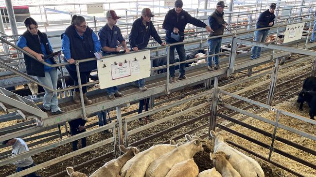 Selling action at the Wodonga store cattle sale where the lack of rain kept the market from sparking.