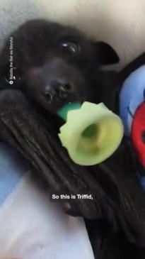 Adorable baby bat "twins"