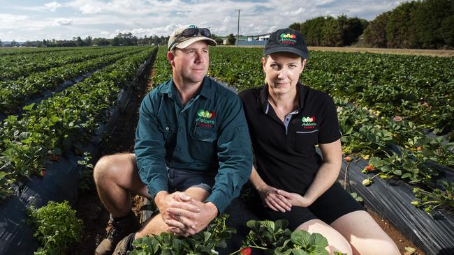 Brendan and Ashley Hoyle on their strawberry farm Ashbern Farms at Beerwah. Picture: Lachie Millard