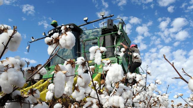 Cotton picking at Twynam Cobran Station, near Carrathool. Bales. Bale.