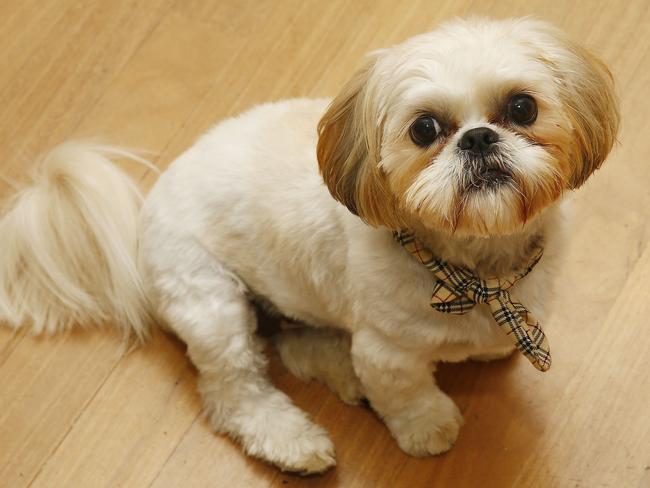 Daphne the Shih Tzu , maltese cross. Picture: John Appleyard