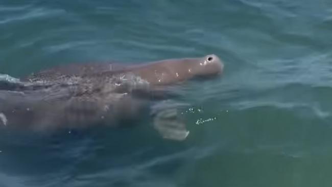 Gold Coast real estate agent Murray Schmidt was trying to land a flathead off Ephraim Island when a friendly dugong swam beside his boat.