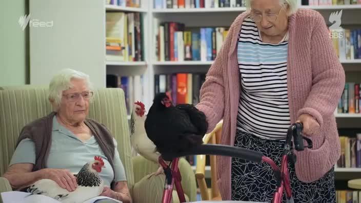 Hens used as therapy in aged care homes Courtesy: The Feed/SBS 2