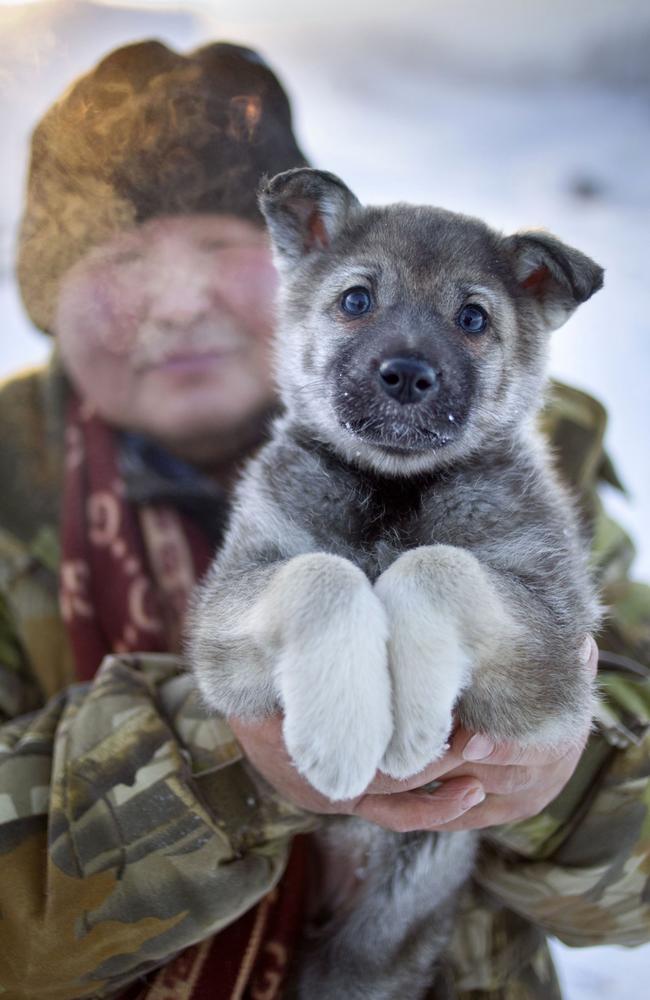 An East Siberian Laika puppy is held up by its owner.