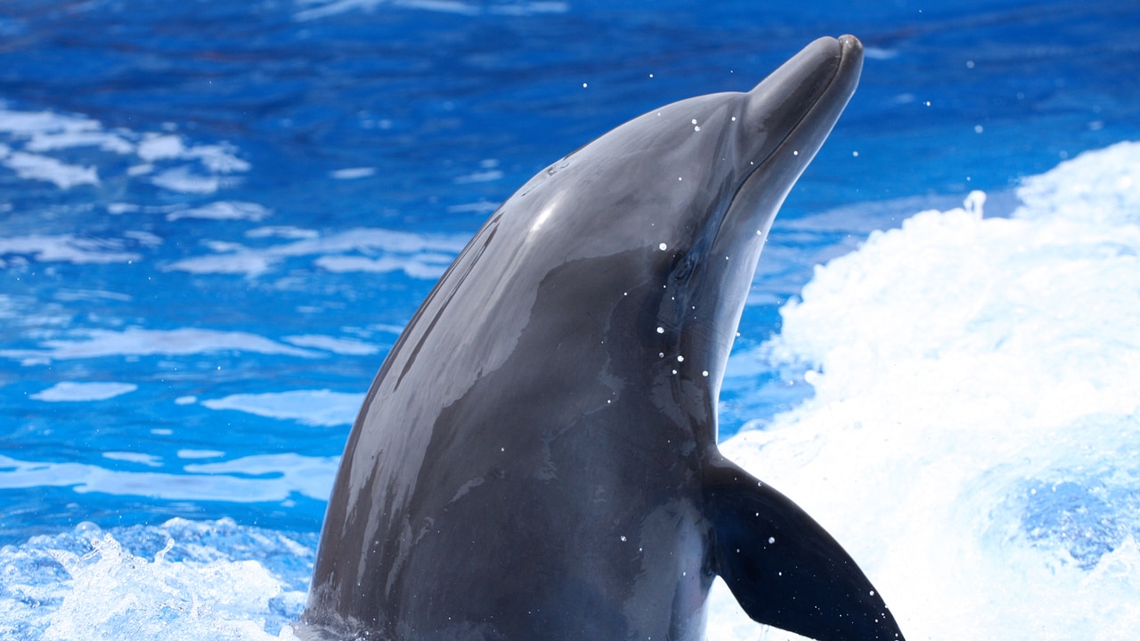 For the past 10 years, every dolphin rescued and rehabilitated has been able to re-enter the wild. Picture: iStock. 
