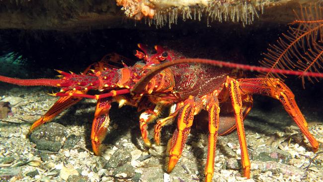 A southern rock lobster. Picture: Antonia Cooper