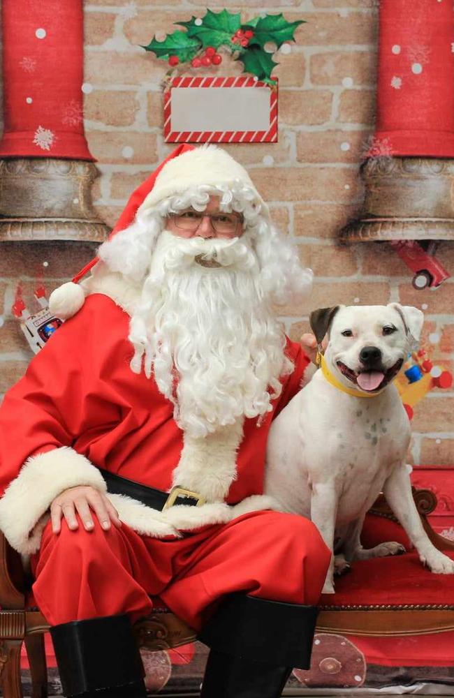 Xena: Kerry Peters' 2 year old Staffy x