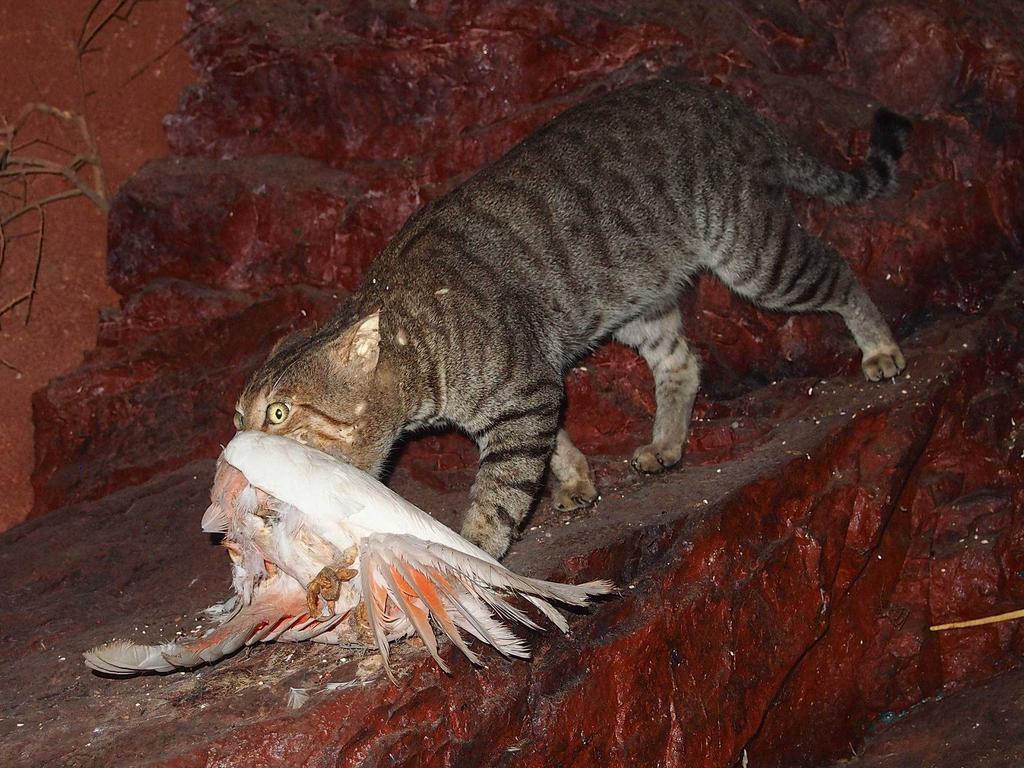 A feral cat kills a galah.