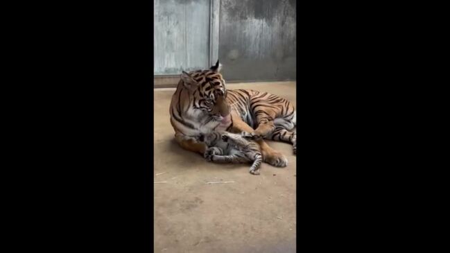 Tiger Cubs at Play, Sumatran Tiger cubs play-fighting at Au…