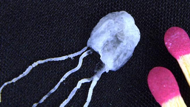 A tiny but fully grown deadly Irukandji jellyfish lies next to match sticks for size comparison.