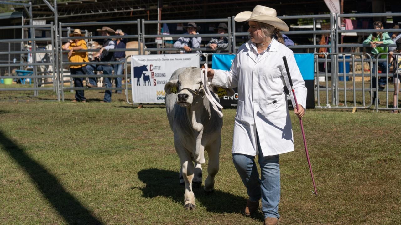 Cattle judging at the Gympie District Show 2023. Picture: Christine Schindler