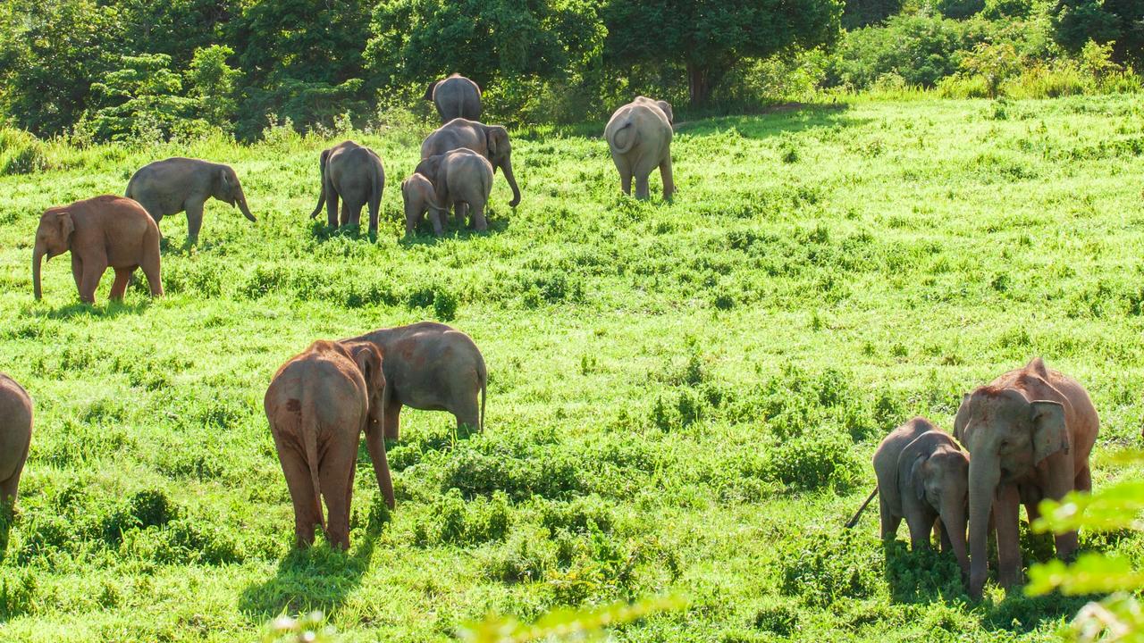 Elephants are a vulnerable species. Picture: iStock