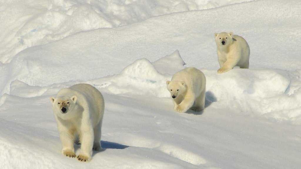 Aurora Expeditions cruise through Greenland.