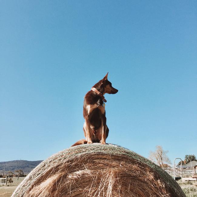 Chloe Smith’s rescue Kelpie Dusty rules the roost from the top of a hay bale. Picture: Chloe Smith
