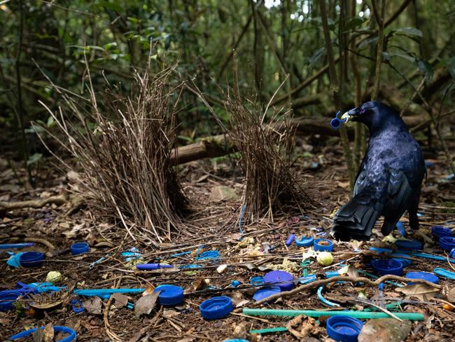 Trash or Treasure. “Satin bowerbirds have taken advantage of human presence by decorating their bower with bright blue objects. They meticulously place each piece of rubbish around their courtship arena and even parade around with objects in their bill to impress females. In this instance, one person’s trash is another bird’s treasure. Picture: Australian Geographic/Matt Wright