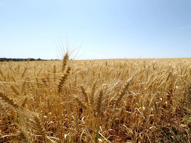 Ukraine war threatens wheat supply