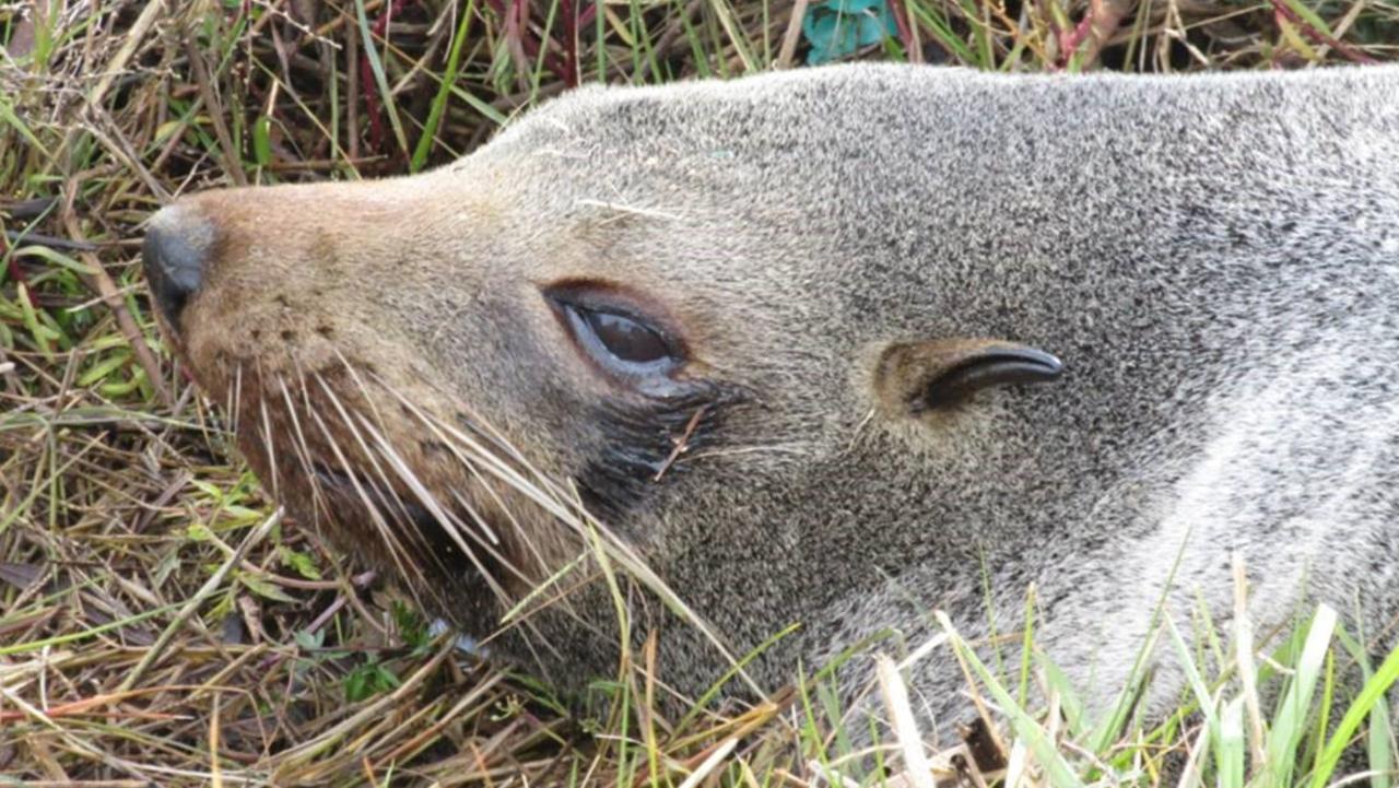 Tagged long-nosed fur seal turns up at age 25, much older than his expected  life span in the wild | KidsNews