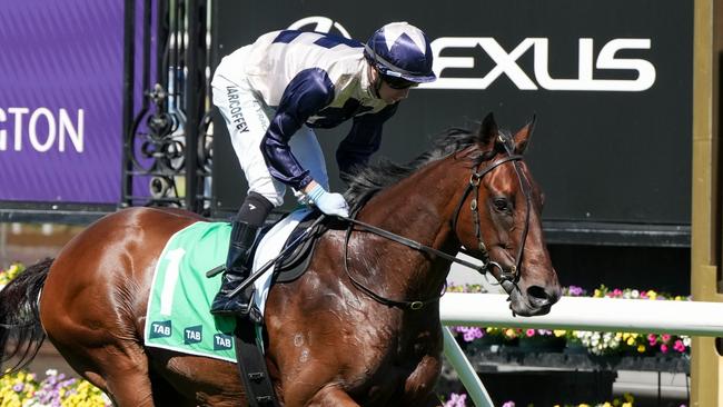 Duke De Sessa finished an unlucky second in the Australian Cup Prelude on Saturday. Picture: George Sal/Racing Photos via Getty Images