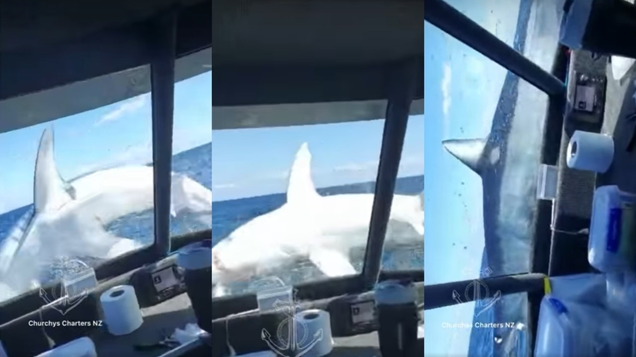 Video captures shocking moment giant Mako shark goes 'absolutely bonkers'  and leaps aboard fishing boat in New Zealand | Sky News Australia