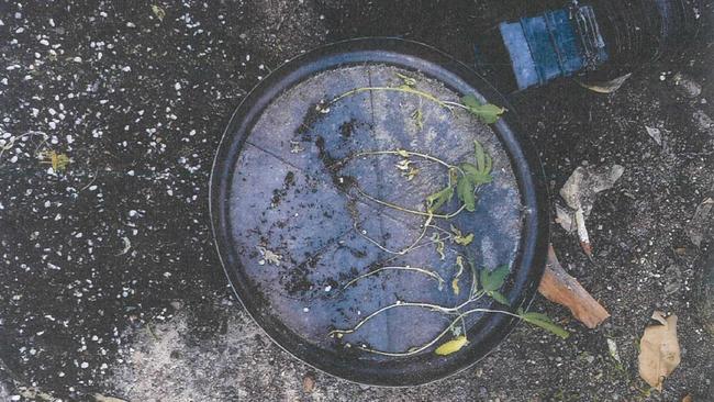 Cannabis plants seized in a raid on the Girraween home of Darwin council horticulturist Darren James Smith in November 2019. Picture: NT Courts