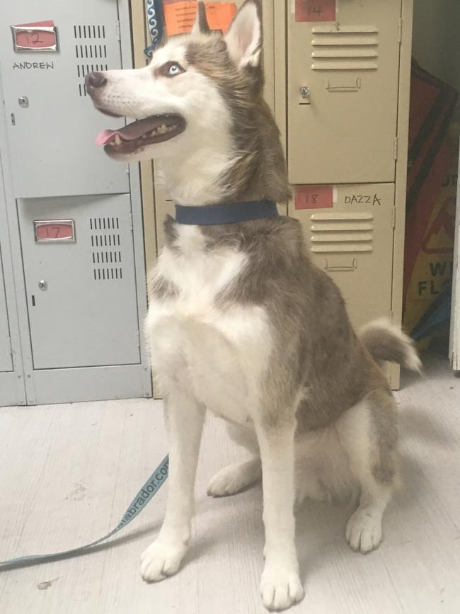 AFTER: Blizzard the Siberian husky was nursed back to health by the Claremont Veterinary Surgery. PICTURE: RSPCA Tasmania