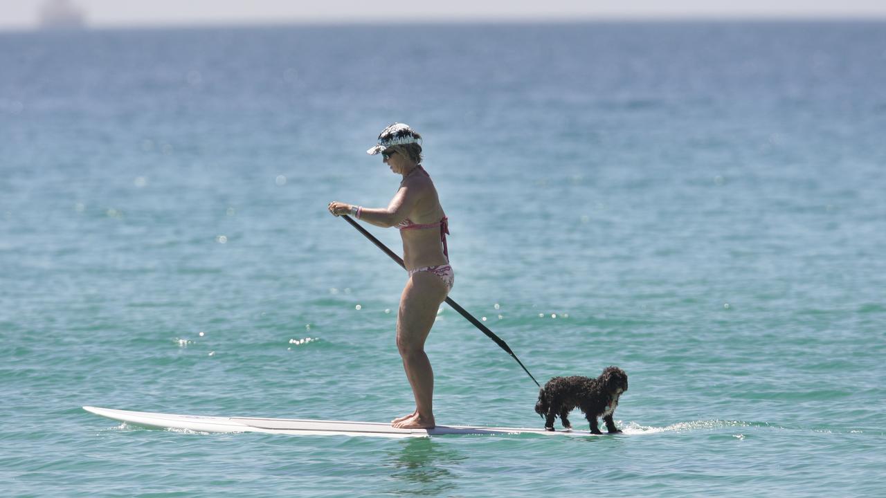 Wave of the Day at Point Cartwright, Buddina Beach. dog TODD BELSAR/ SUNSHINE COAST DAILY