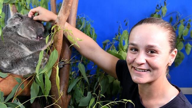 Ash Barty with Thommo the koala at the RSPCA Animal Hospital at Wacol. Picture: Getty Images