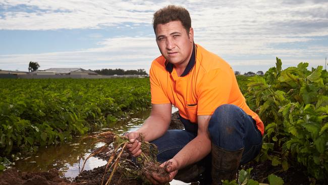 Tony Catanzariti's parsnip crop was flooded due to the severe downpour last year in Virginia. Picture: Matt Loxton