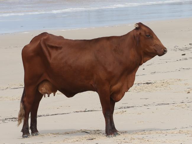 ‘Moron’ Instagrammer blamed for death of cow that survived floods