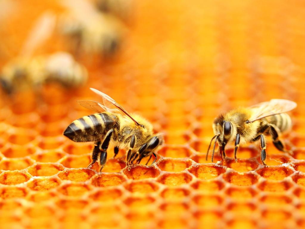 Honeybees did less foraging during the eclipse – except for those from the hungriest hives. Picture: file image