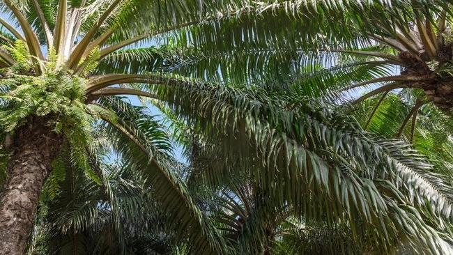 The North African oil palms dotted along the entrance to Port Douglas have become a signature of the popular seaside haven. Picture: Supplied.