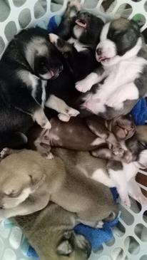 Seven puppies dumped in washing basket in Port Pirie