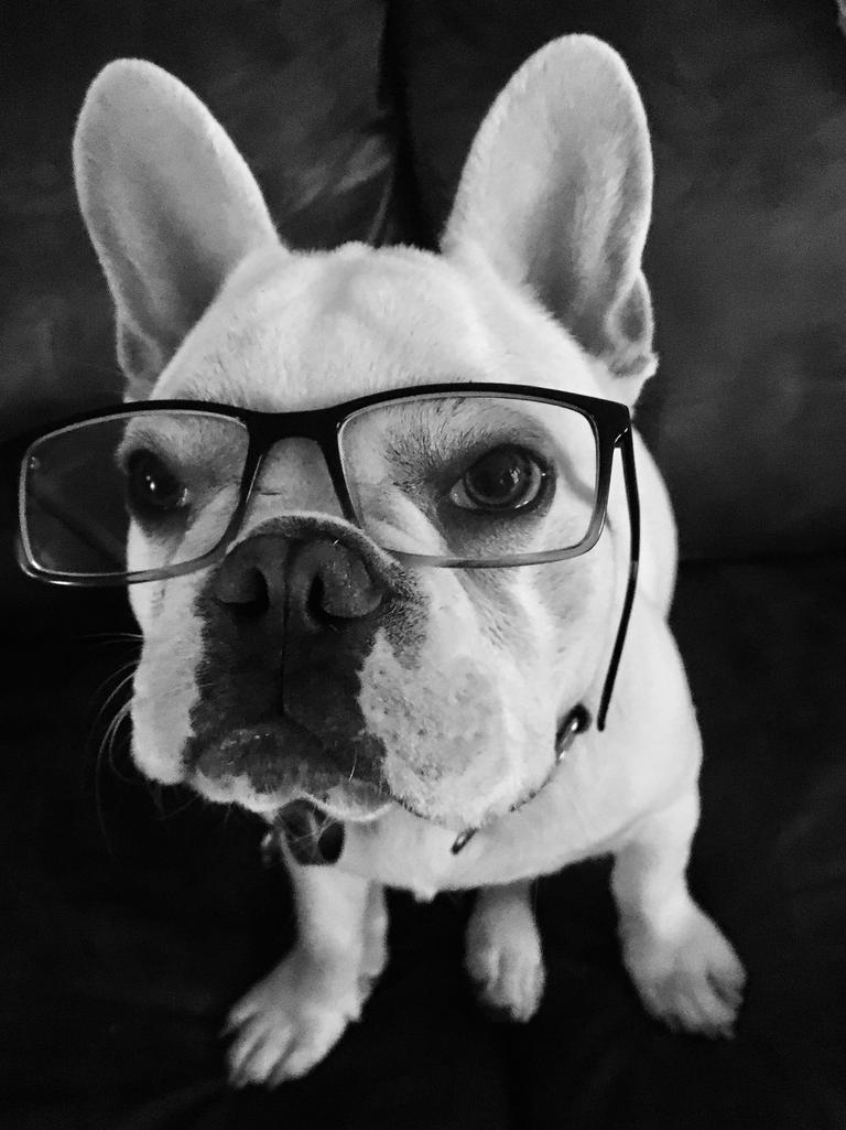 Sir Ralph our rather intelligent pooch. Picture: Karen Heidrich