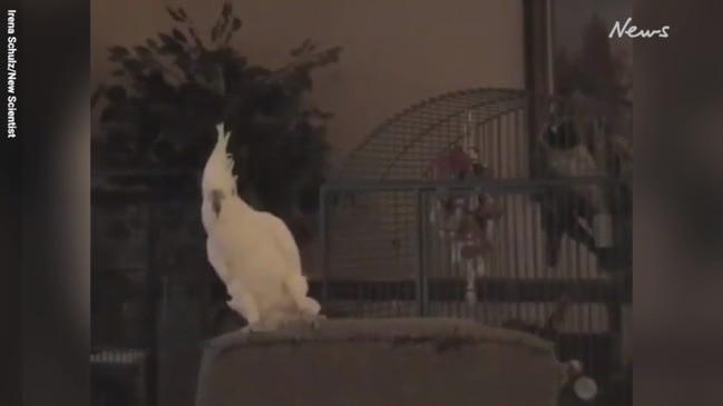 Cockatoo taught himself 14 dance moves, scientists say