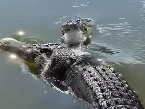 WATCH: Feisty crocs go head-to-head in snappy clash