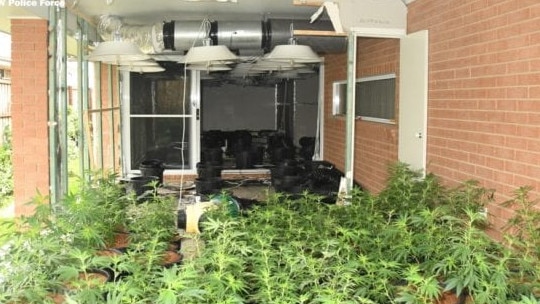 Cannabis plants seized from an unrelated raid in Aberglasslyn. Picture: NSW Police