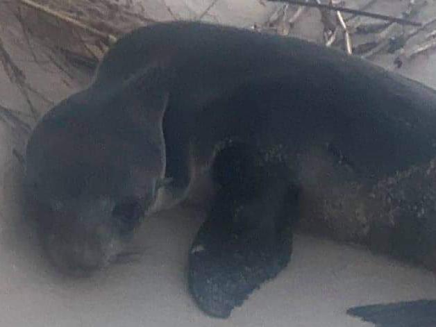 A seal lay dying on Yagon Beach on the Mid-North Coast following the use of a chemical spray to control Bitou Bush. Picture: Dean Elliott