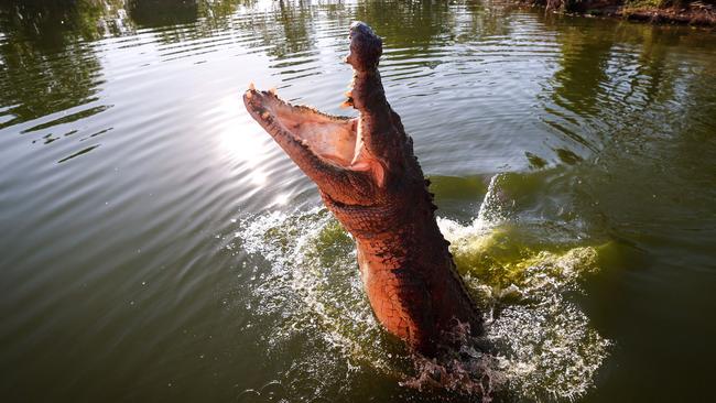 Under the new program 1200 crocs can be removed in the NT each year. (Photo by DAVID GRAY / AFP)