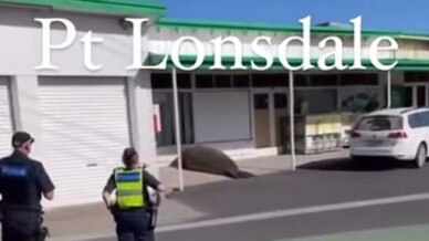 Point Lonsdale is typically so quiet the locally famous seal Henry is able to make his way to the local ‘Springs’ garage and shop without incident or accident. Picture: Facebook