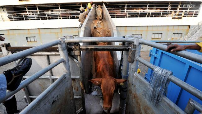 Steep descent: Australia’s northern cattle industry felt the brunt of the 2011 ban on live cattle exports to Indonesia.