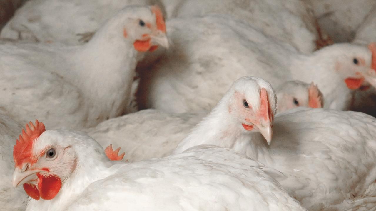 Inghams supplies chicken to major brands including Woolworths, Coles and KFC. Picture: Australian Chicken Meat Federation