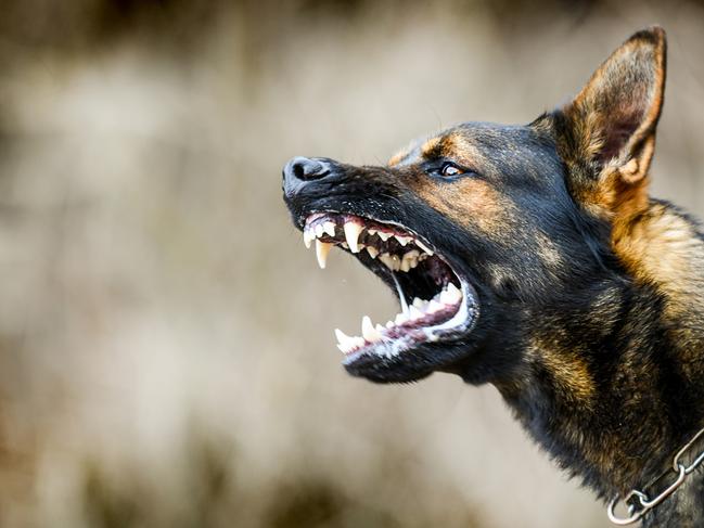 Aggressive dog shows dangerous teeth. German sheperd attack head detail.