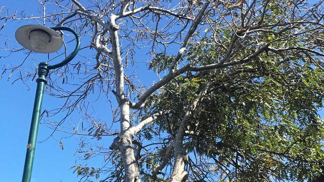 HALF DEAD: The tree on Bourbong St. Picture: Crystal Jones